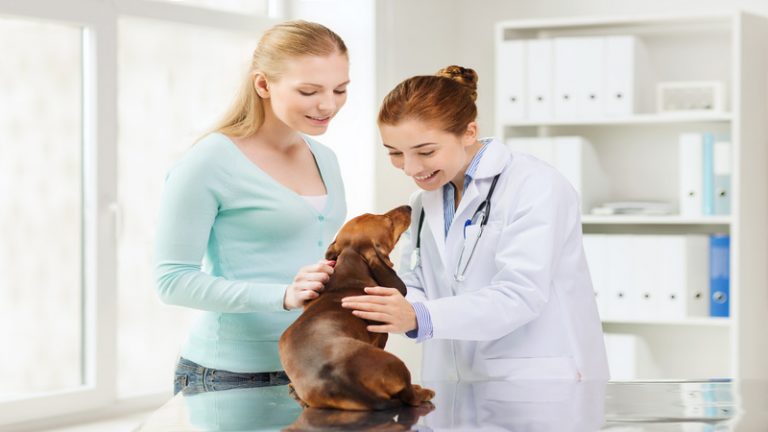Maintaining a good relationship with your veterinarian