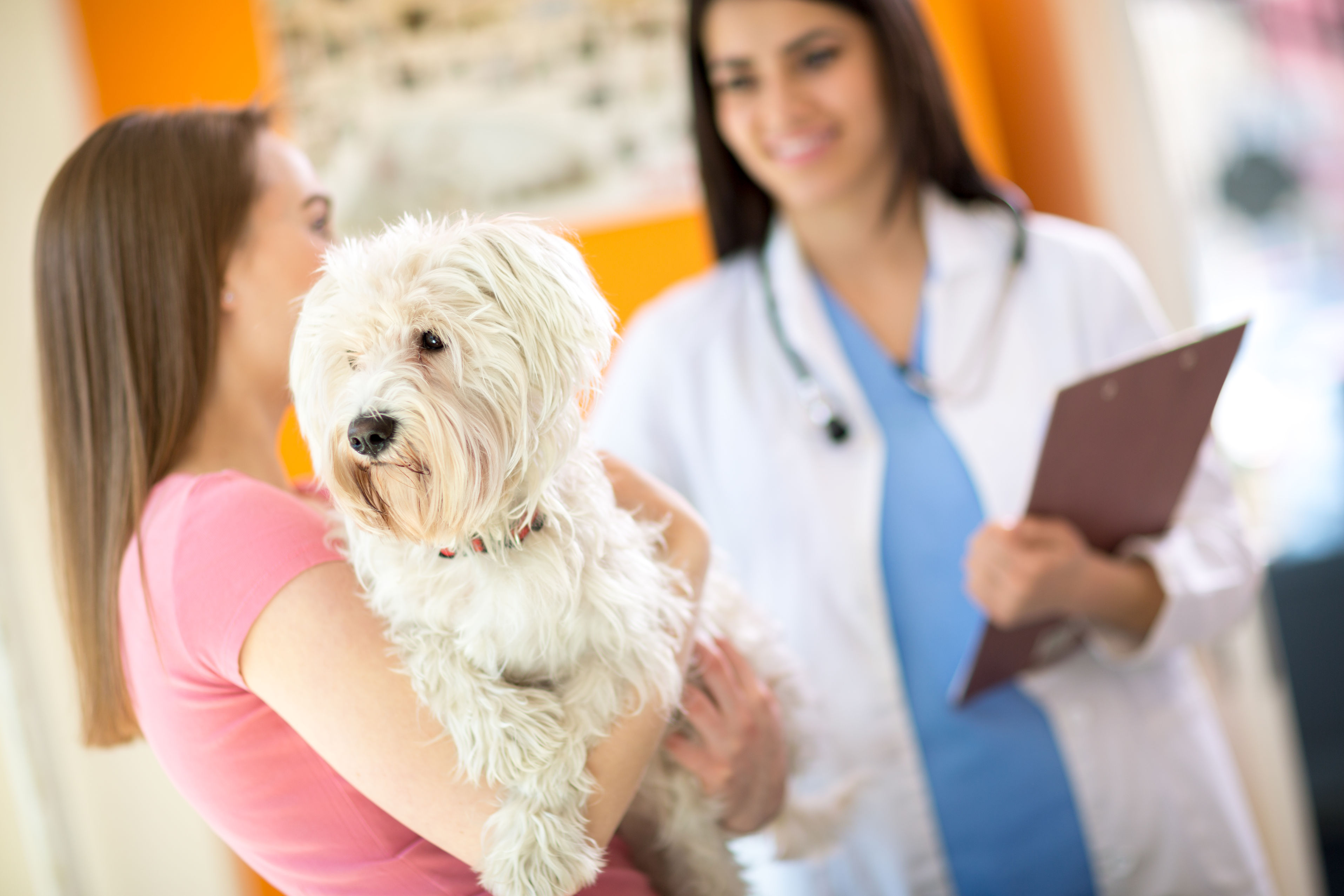 Signs Your Pet Needs Veterinary Care Louisville KY and What to Do Next
