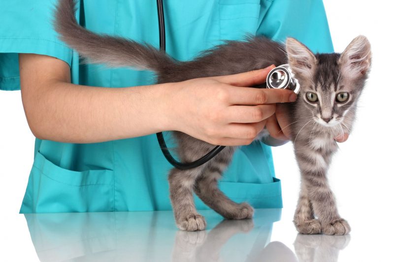 How To Bathe A Cat Before Bringing It To A Veterinarian Hospital in