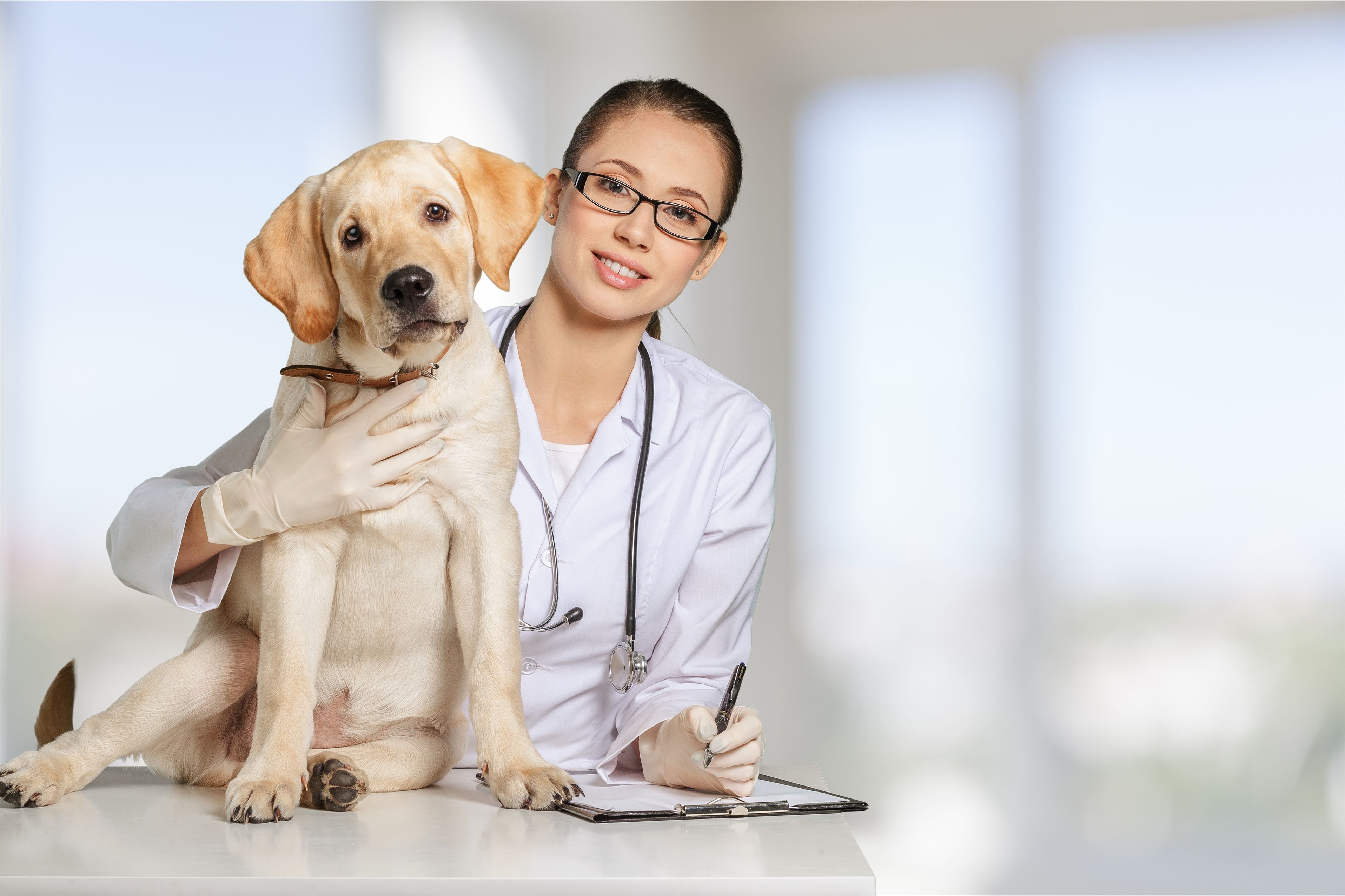 Pet Wellness Made Simple through Veterinary Services in Vandalia OH for Every Family