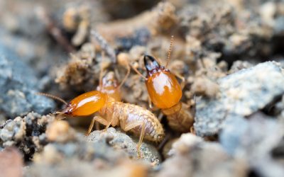 Proven Solutions for Termite Control Cedar Grove NJ Homeowners Rely On for Peace of Mind
