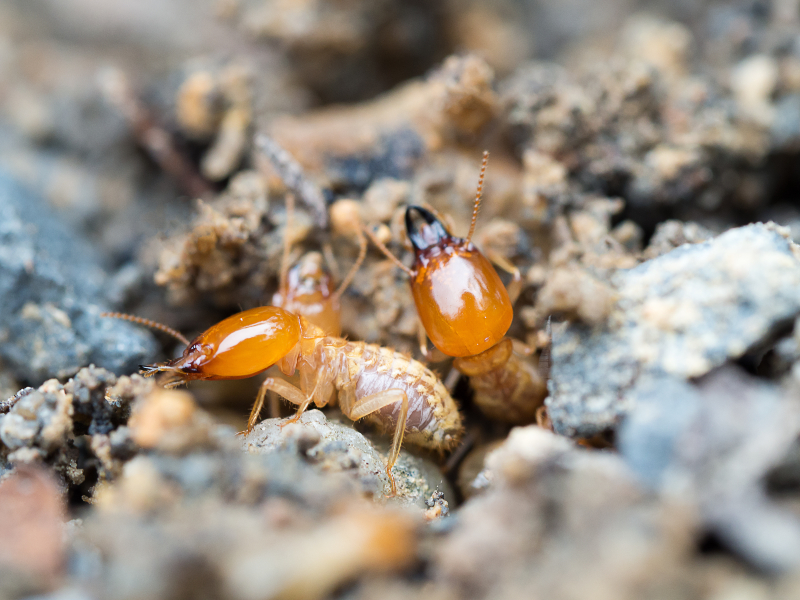 Proven Solutions for Termite Control Cedar Grove NJ Homeowners Rely On for Peace of Mind