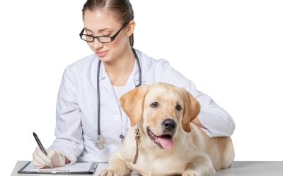 Urgent Care Services at a Veterinary Hospital in Los Angeles – What Pet Owners Need to Know