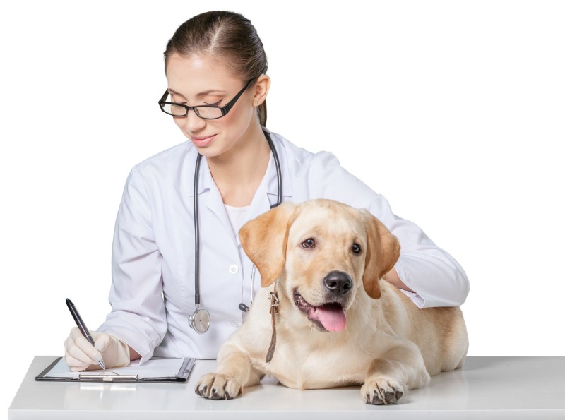 Urgent Care Services at a Veterinary Hospital in Los Angeles – What Pet Owners Need to Know