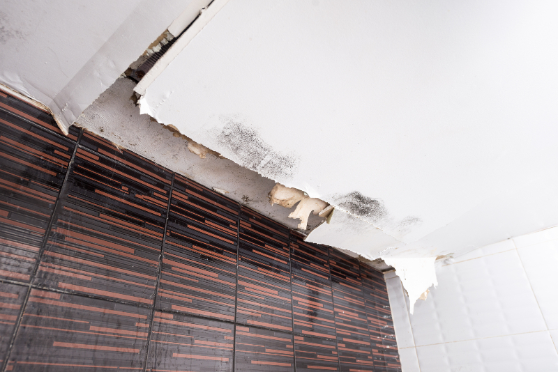 Get Peace of Mind with a Professional Mold Remediation Company Temecula CA Specialists
