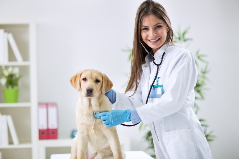 Choosing Mobile PET Services For Stress-Free Exams And Treatments At Home.