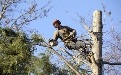 Safety Solutions from a Trusted Tree Trimming Company, Douglas County, CO