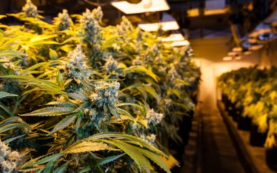 Make Informed Choices by Shopping the Best THCA Flower Online Across America