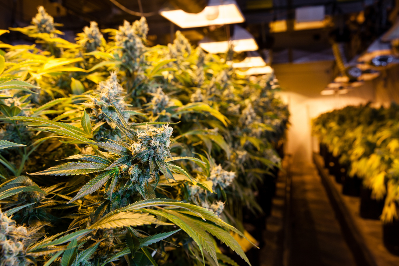 Make Informed Choices by Shopping the Best THCA Flower Online Across America