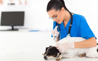 Immediate Actions if Your Pet Needs an Emergency Veterinarian Bellevue Wa