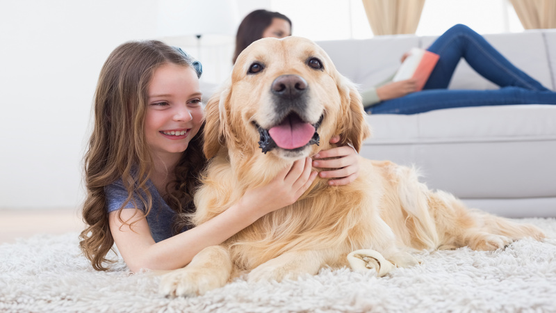 Give Your Pets the Best Home Away From Home at a Pet Boarding Center In Denver